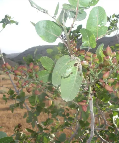 منطقه حفاظت شده باغ کشمیر، خراسان رضوی
