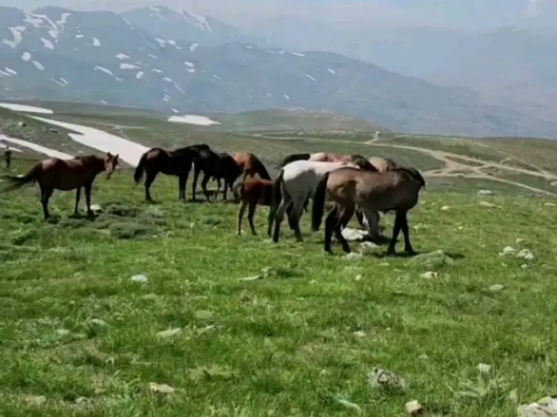 قله بزسینا - تصویر 15