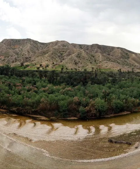 جنگل گلوبردکان، بوشهر