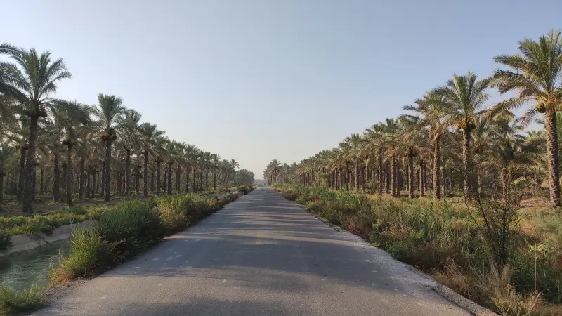 نخلستان آبپخش - تصویر 2