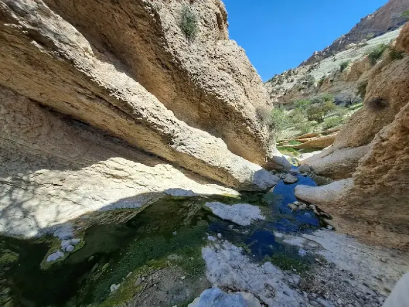جنگل چاتیز - تصویر 1