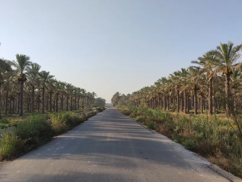 نخلستان آبپخش - تصویر 2
