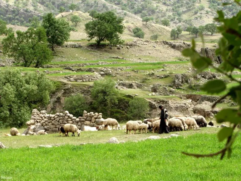 دشت لالی - تصویر 1