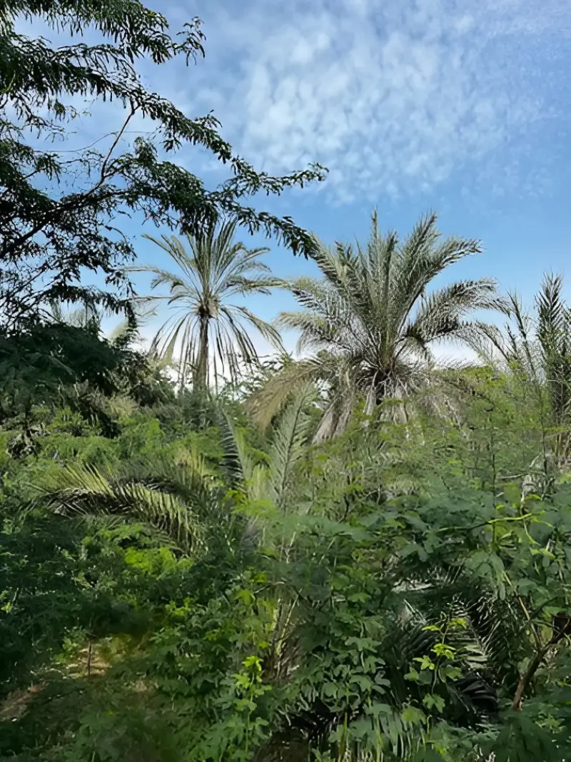 نخلستان قیل - تصویر 3