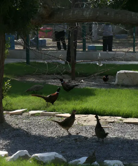 باغ پرندگان بندرعباس، هرمزگان