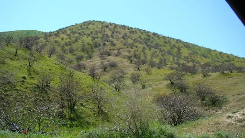 جنگل چهچهه - تصویر 1