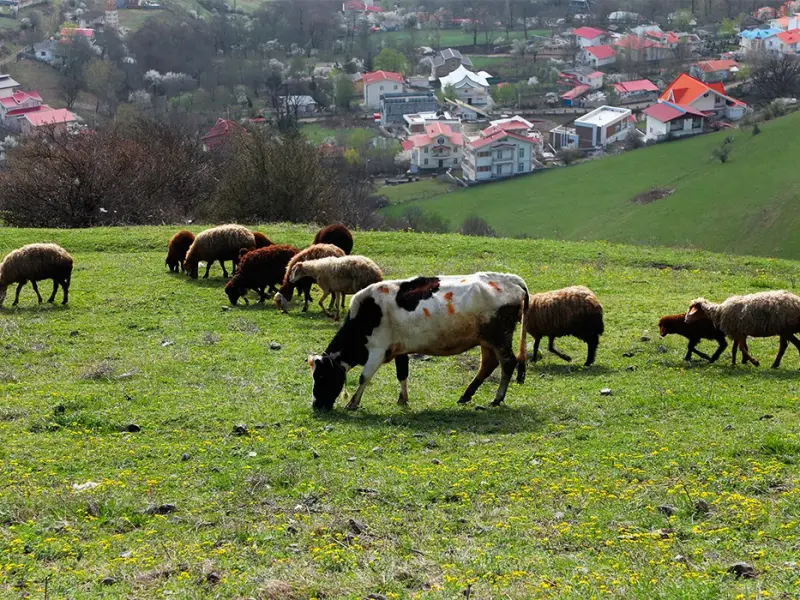 روستای فشکور - تصویر 8