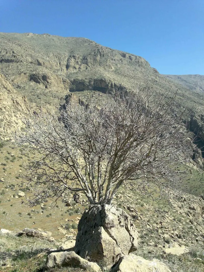 قله هُجر - تصویر 10