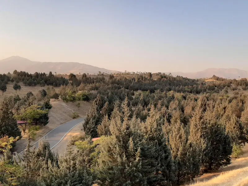 پارک جنگلی سوهانک