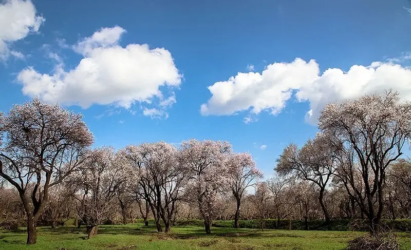 باغستان سنتی قزوین - تصویر 4