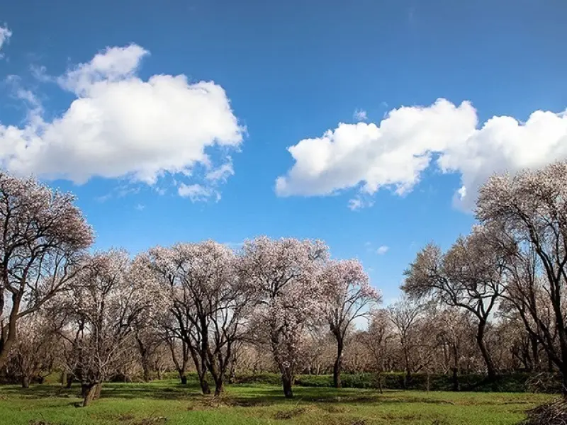 باغستان سنتی قزوین - تصویر 4