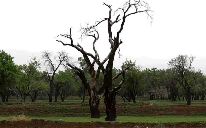 باغستان سنتی قزوین - تصویر 2