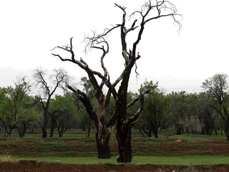باغستان سنتی قزوین - تصویر 2