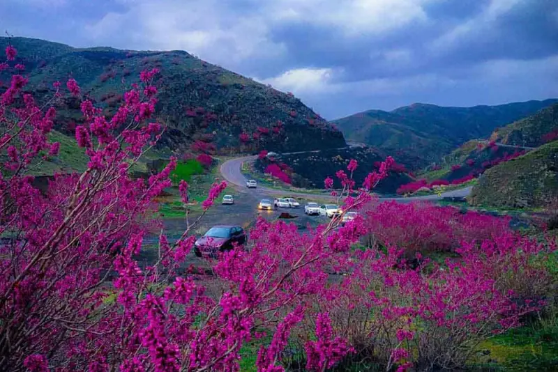 دره ارغوان دامچه - تصویر 1