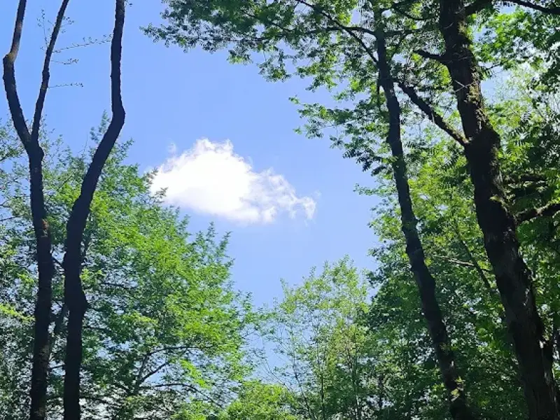 جنگل ارزفون - تصویر 8