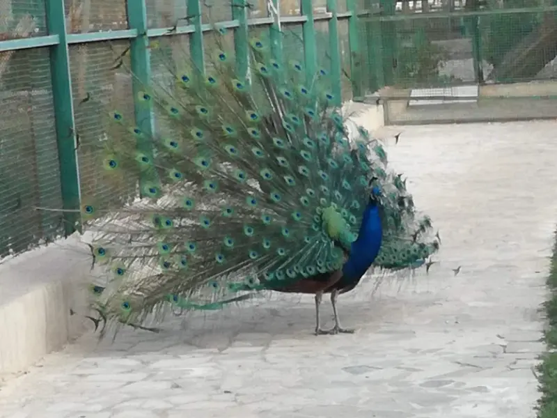 پارک جنگلی طبیعت (جهاد) - تصویر 3