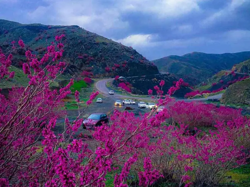 دره ارغوان دامچه - تصویر 1