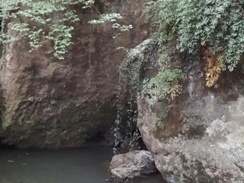جنگل چپلار - تصویر 1
