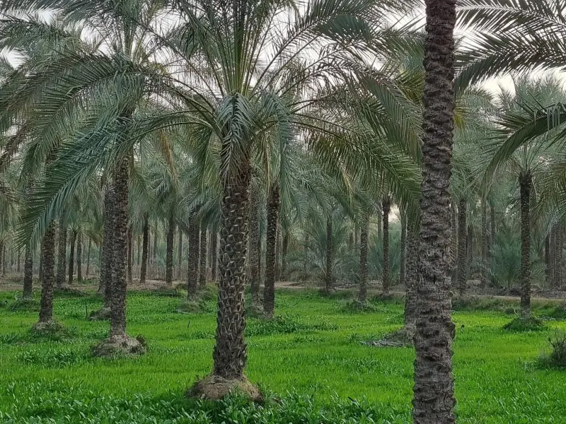 نخلستان آبپخش - تصویر 5