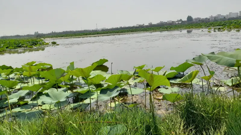 تالاب حیدر‌کلا - تصویر 2