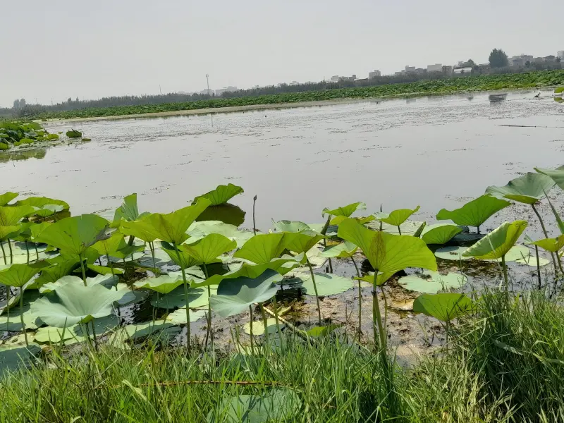 تالاب حیدر‌کلا - تصویر 2