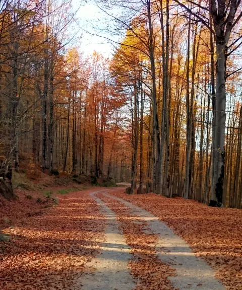 جنگل پرتاس، مازندران