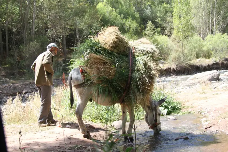 روستای دیزان - تصویر 6
