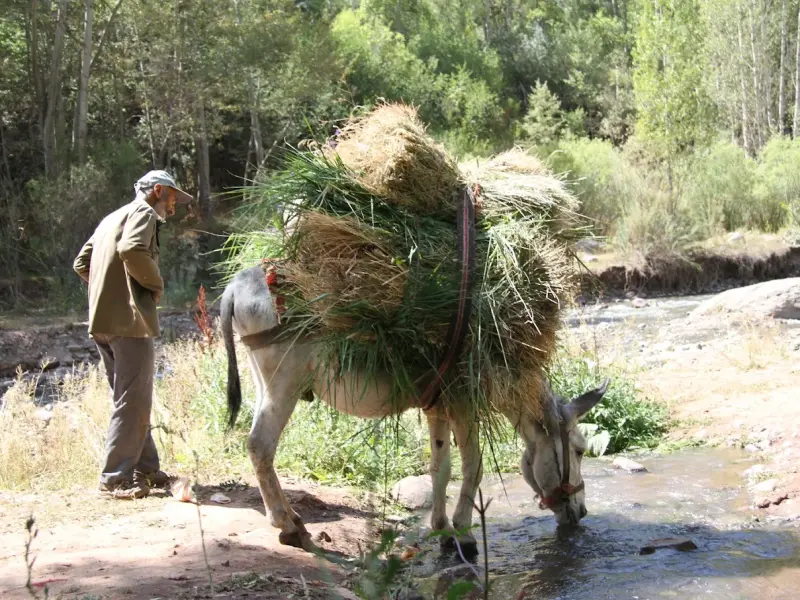 روستای دیزان - تصویر 6