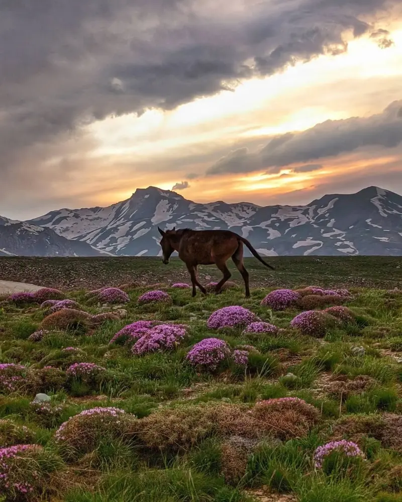 قله بزسینا - تصویر 16