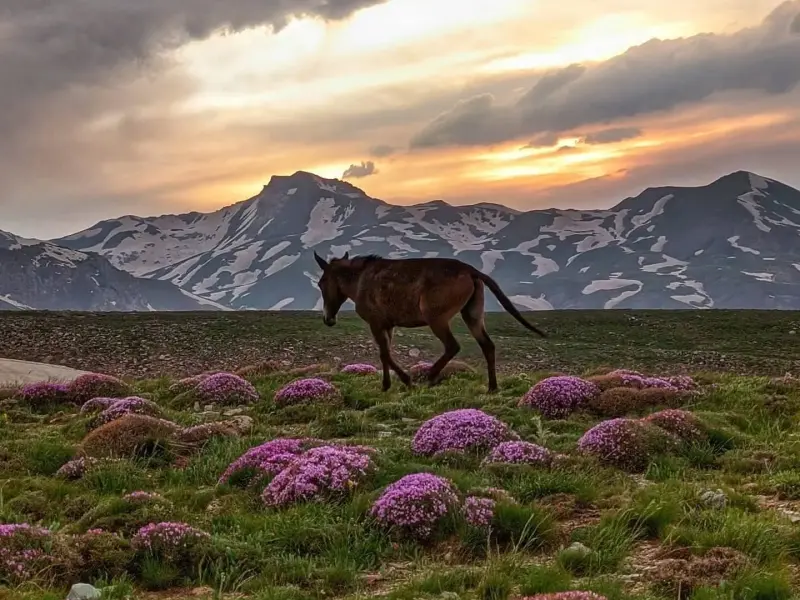قله بزسینا - تصویر 16