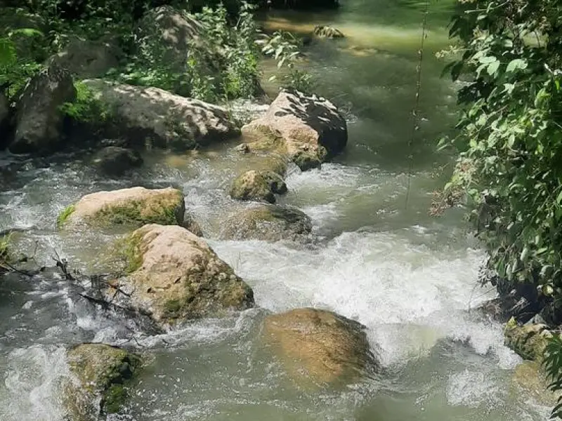 جنگل چپلار - تصویر 3