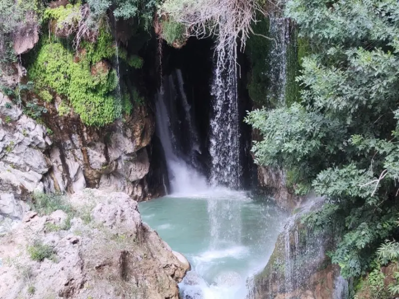 جنگل بلیران - تصویر 18