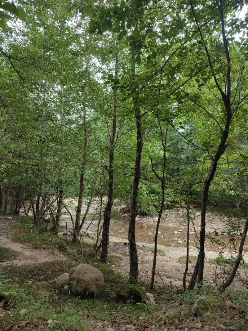 پارک جنگلی الیمالات - تصویر 6