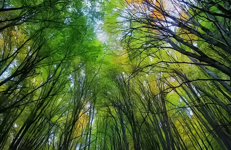 جنگل نارنجلو - تصویر 1