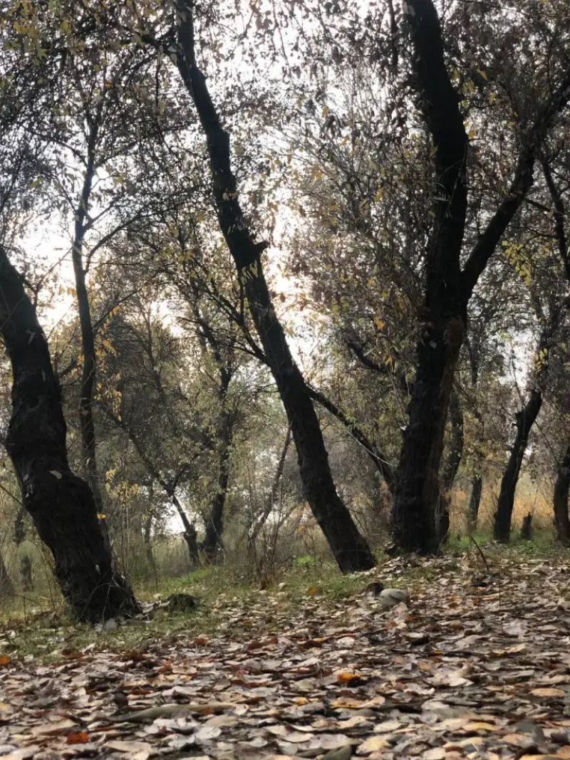 پارک جنگلی خارستان بهبهان - تصویر 5