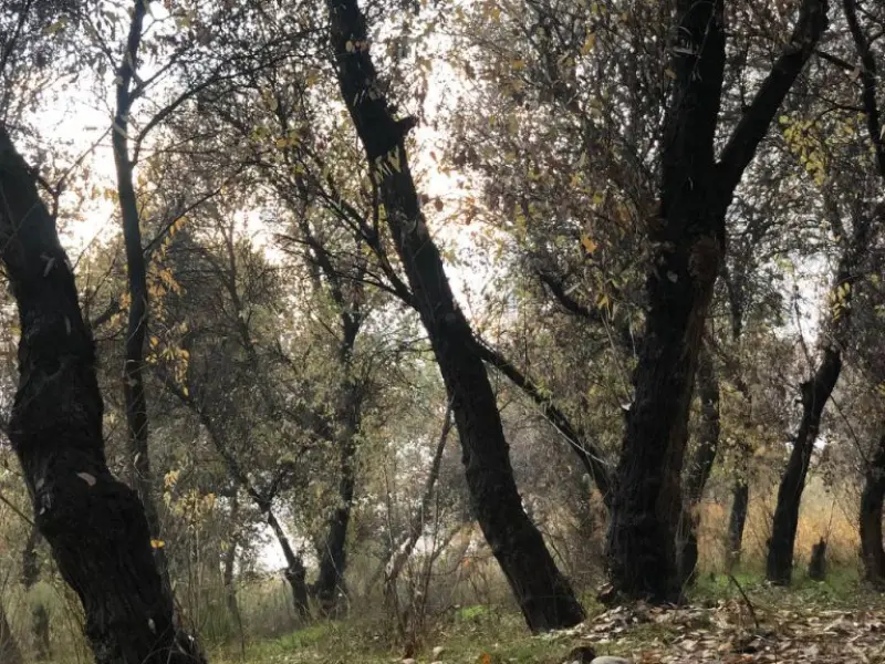 پارک جنگلی خارستان بهبهان - تصویر 5