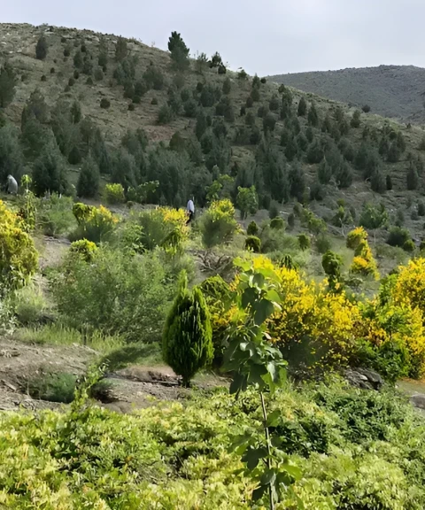 _
