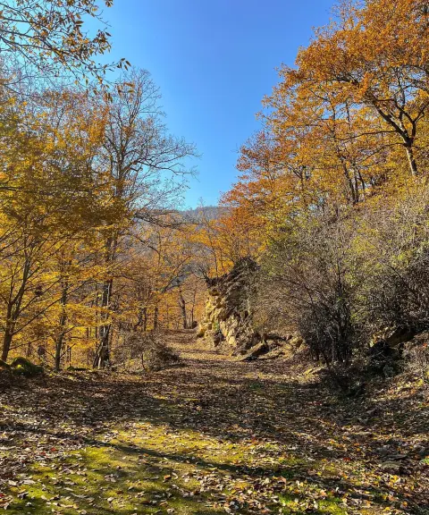 جنگل کلاریجان، مازندران