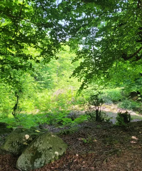 پارک جنگلی اوسا، مازندران