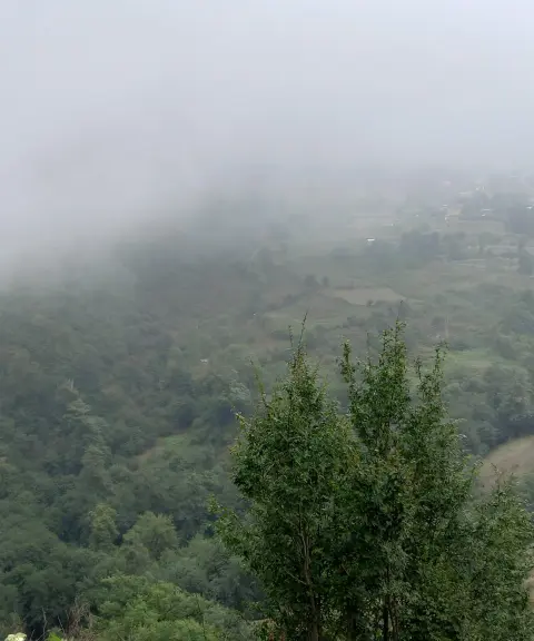 جنگل لاویج، مازندران