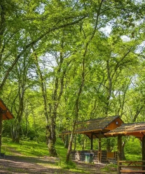 جنگل جوارم، مازندران