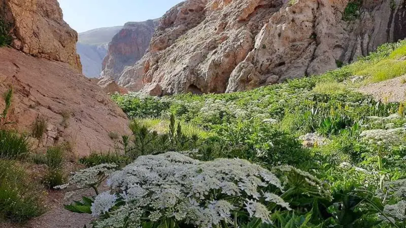 تنگه میشینه مرگ - تصویر 2