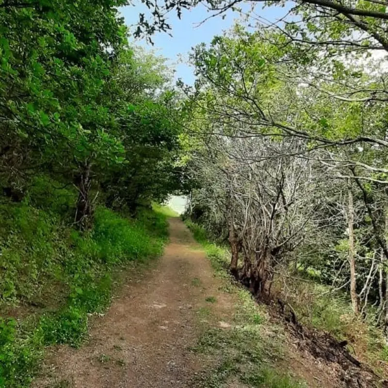 آبشار کولیار - تصویر 3