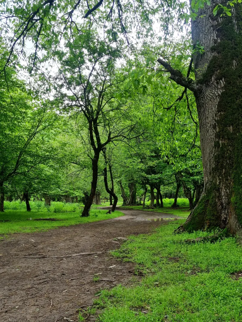 چشمه لال - تصویر 7
