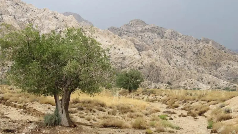 پناهگاه حیات‌وحش روچون - تصویر 1