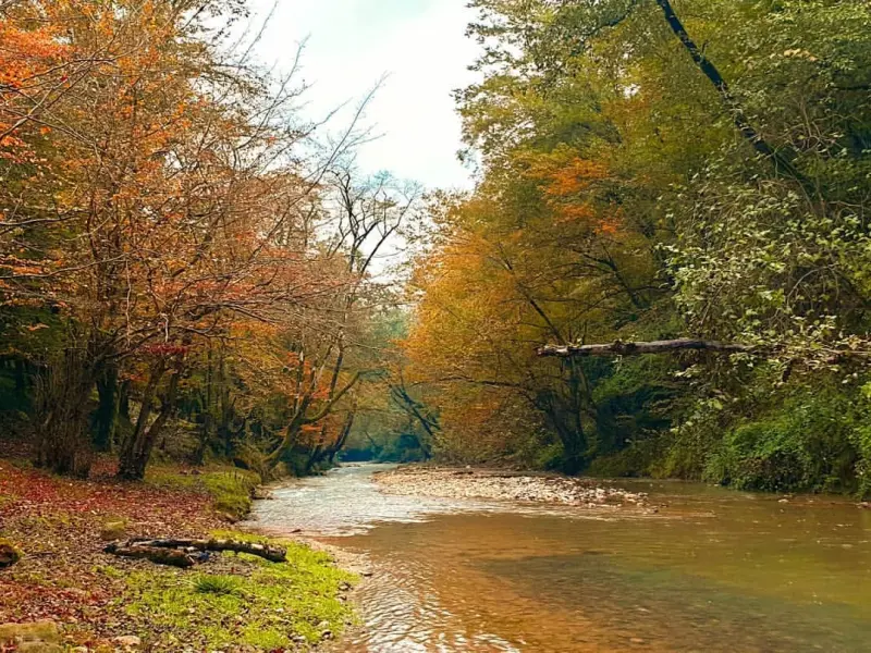 جنگل بلیران