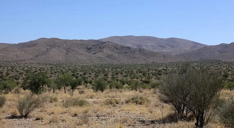 جنگل بناب ارسنجان - تصویر 5