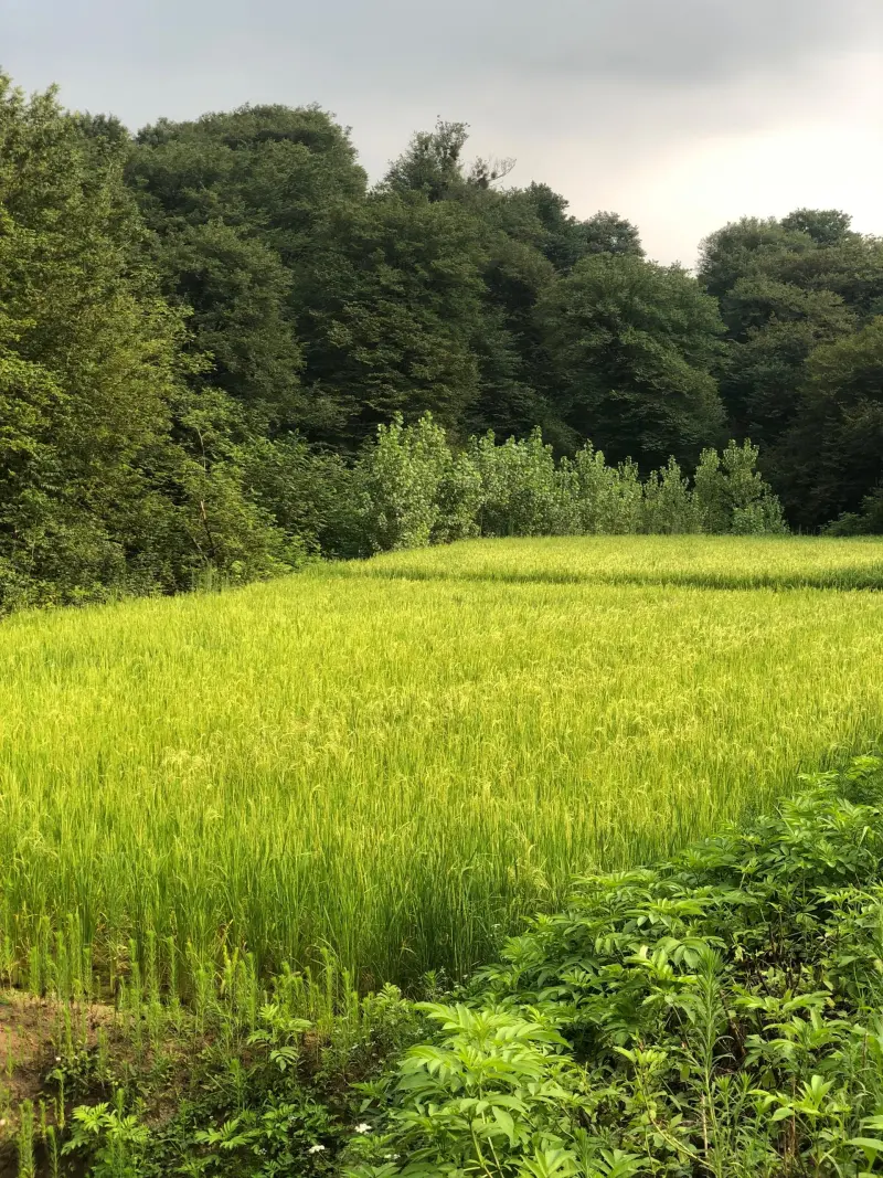 جنگل ارزفون - تصویر 5