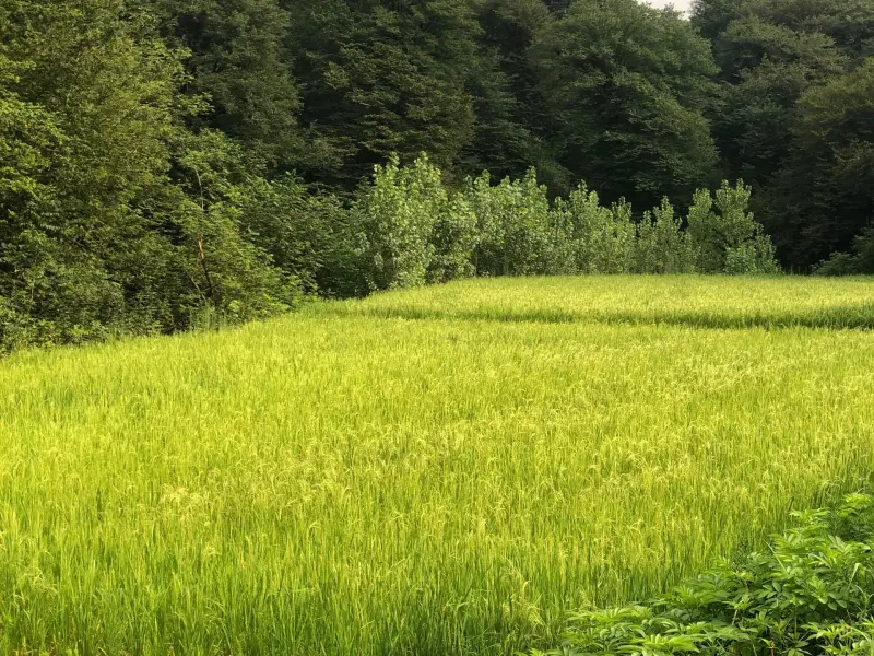 جنگل ارزفون - تصویر 5