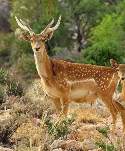 پارک ملی دز، خوزستان